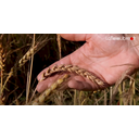 La guerre des graine - Version audio d'un film qui donne les clés pour comprendre comment des multinationales veulent confisquer le vivant.
Un film qui donne envie de se battre pour sauver notre indépendance alimentaire.
Source: LaTéléLibre.fr La guerre des graine